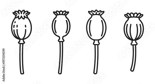 Set of four hand-drawn poppy seed pods on white background