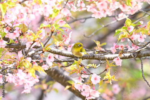 桜とメジロ