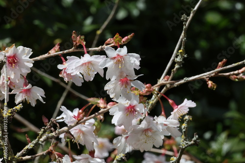 Konstfotografi Prunus incisa f