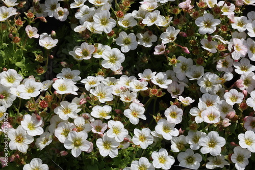 Photos Saxifraga Alpino Early White ('Saxz0003') (× _arendsii_)