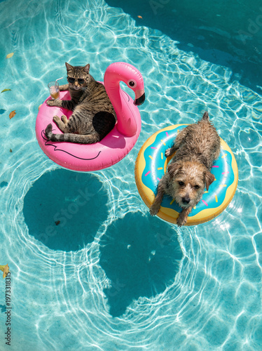 Summer Vacation with Cats and Dogs