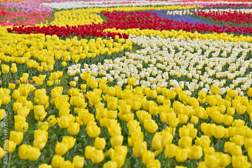 カラフルなチューリップ