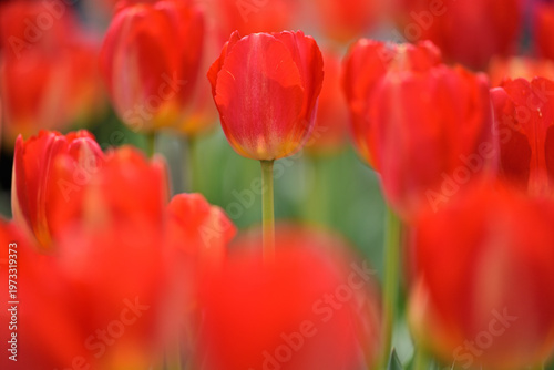 カラフルなチューリップ