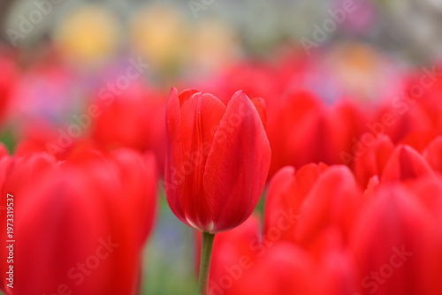 カラフルなチューリップ