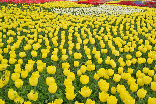 カラフルなチューリップ