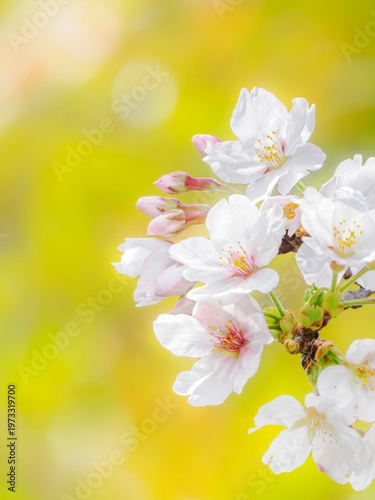 桜の花のある風景。透き通った花びらとふんわりボケた様子。やわらかい雰囲気。春のイメージ。心象風景。桜と背景の木々の緑との美しいコントラスト。縦構図