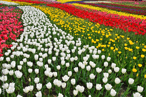 カラフルなチューリップ