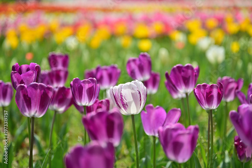 カラフルなチューリップ