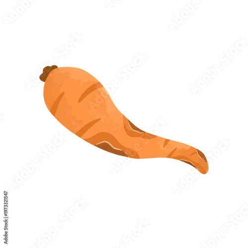 Shriveled Dehydrated Carrot Watercolor