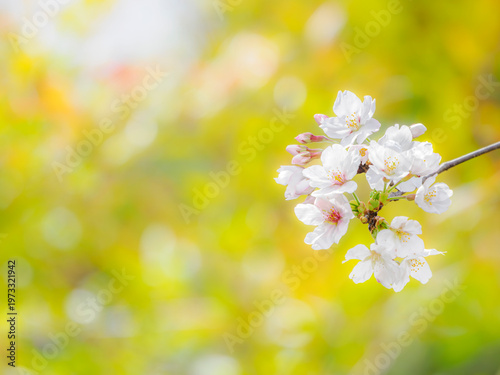 桜の花のある風景。透き通った花びらとふんわりボケた様子。やわらかい雰囲気。春のイメージ。心象風景。桜と背景の木々の緑との美しいコントラスト。