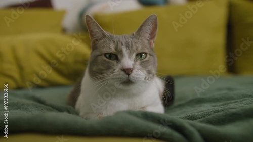 Relaxed Domestic Cat Resting on Green Blanket