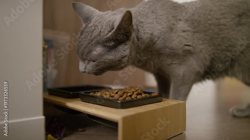 Gray Cat Eating Dry Food at Home