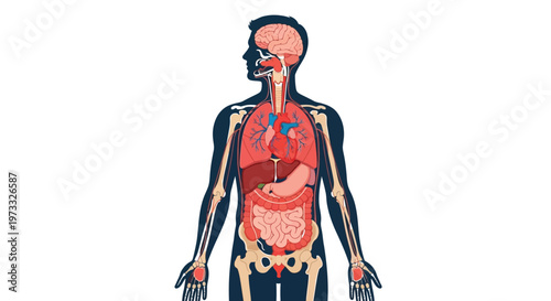 Anatomical vector illustration of human body systems with visible internal organs and skeletal framework.