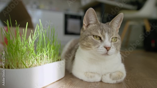 Cat Resting Beside Fresh Cat Grass Indoors