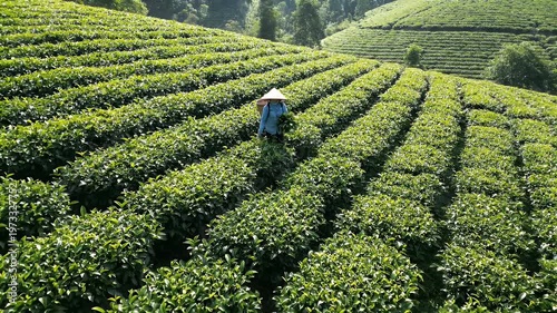 Farmer Harvesting Tea Leaves on a Lush Green Plantation During Daytime