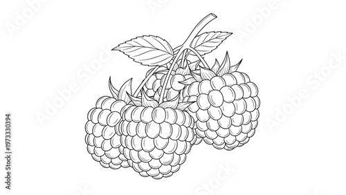 Detailed line art illustration of three ripe raspberries attached to stems with leaves for coloring or botanical design.