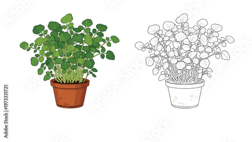Fresh green watercress plant in a brown clay pot shown in full color and as a black and white line drawing.