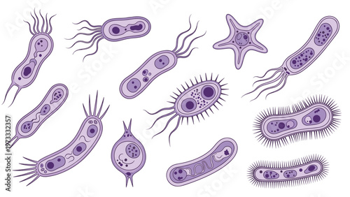 Microscopic illustration of various purple bacteria and microorganisms showcasing different shapes and biological structures.