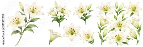 A charming watercolor collection of white lily featuring elegant blooming flowers with soft petals and fresh green buds illustrated in a natural botanical style.
