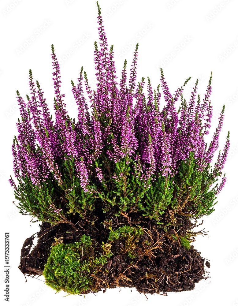Obraz premium A vibrant close-up showcases a cluster of purple flowering plant with green sprigs, roots, and rich soil against a clean white background