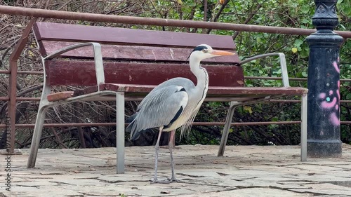 wild heron close up focusing on eye and beak shape