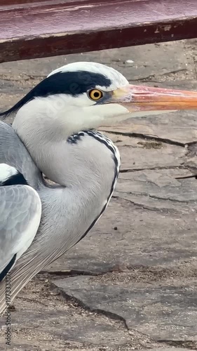close up of white heron with bright yellow eye in sunlight, vertical video