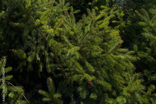  Close-up of spruce branches with fresh green needles