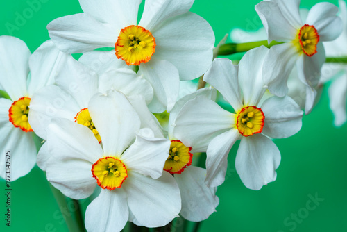 A bunch of white daffodils with orange centers, isolated on a green background