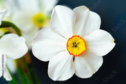One white daffodil with orange center, isolated on black background