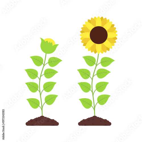 Sunflower Growth Stages Illustration – Seedling to Bloom Life Cycle Vector Design