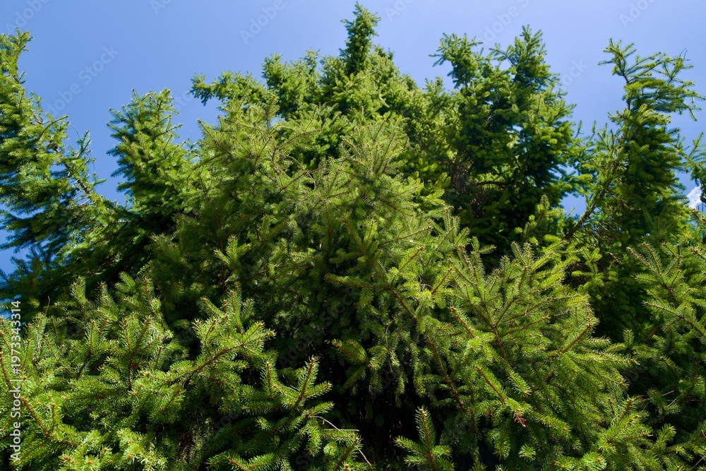 Fototapeta premium Dense spruce tree canopy against clear blue sky