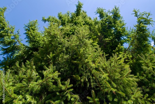 Dense spruce tree canopy against clear blue sky
