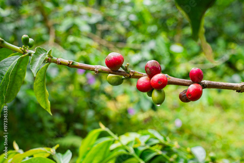 Tableau sur toile Ripe red and green coffee cherries ripening on a branch in a lush tropical plant