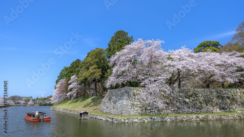 春の彦根城