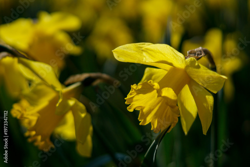 Bright Yellow Daffodils Blooming in Spring Sunlight