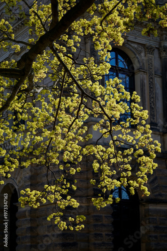 Spring blossoms on tree branches against a classic historical stone building background