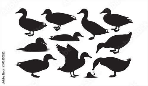 Duck silhouette collection with flying swimming and standing waterfowl black illustration set