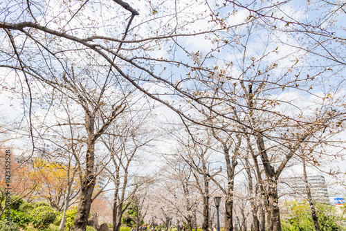川口西公園の桜