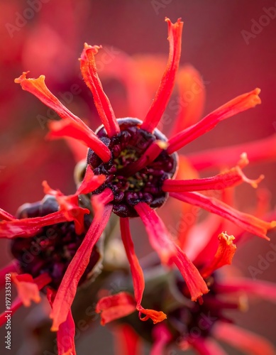 Macro shot of a vibrant red flower with spiky, linear petals emanating from a dark center. Soft focus creates depth