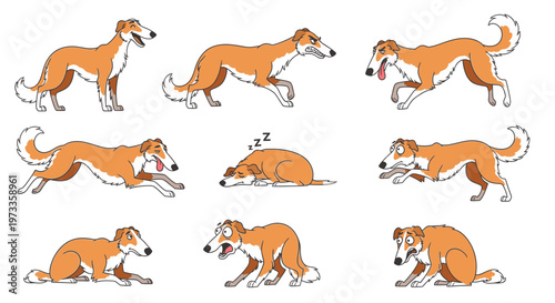 Borzoi dog in various playful and relaxing poses on white background  