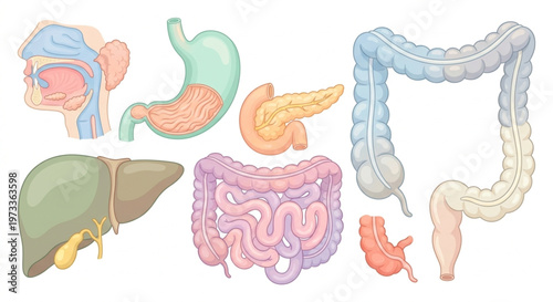 Human digestive system organ set, anatomical vector collection of stomach, liver, intestines, pancreas, and gallbladder in soft pastel colors, flat design style isolated on white background.
