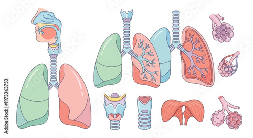 Human Respiratory System Organ Set Vector, Pastel Medical Illustration of Lungs, Trachea, Alveoli, and Diaphragm, Isolated on White Background.