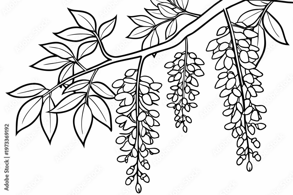 Fototapeta premium coloring page line art the wisteria flower black vector
