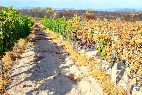 Tableau sur toile Vineyard rows affected by extreme heat and fire The Concept of Climate Change