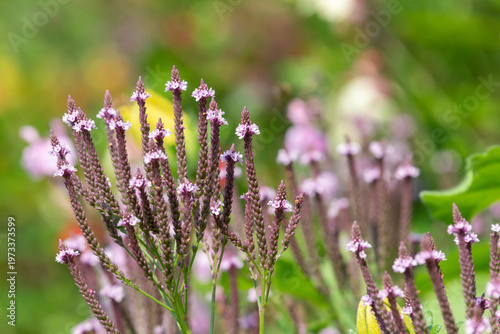 Wallpaper Mural Swamp verbena (verbena hastata) flowers in bloom Torontodigital.ca