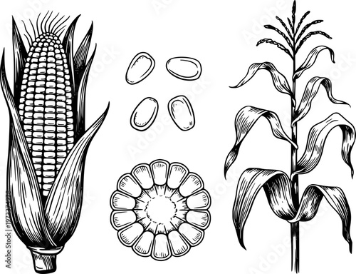 Detailed black and white of a corn cob stalk and kernels in a vintage engraving style