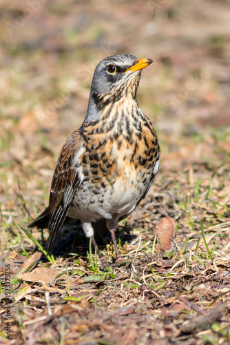 Fieldfare bird from the thrush family, vertical projection.