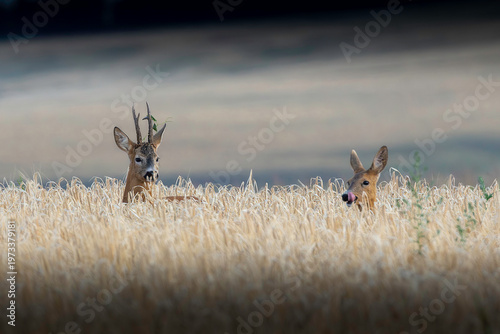 pair of roe deers in mating season
