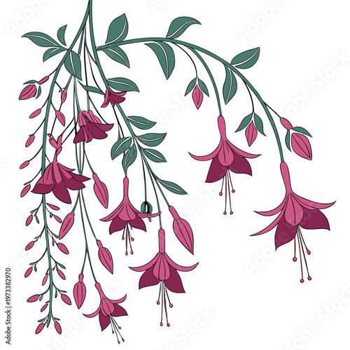 Quadro su tela A branch of fuchsia flowers with green leaves