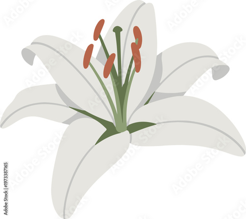 White lily flower with green stem and orange anthers isolated on transparent background, flat illustration.